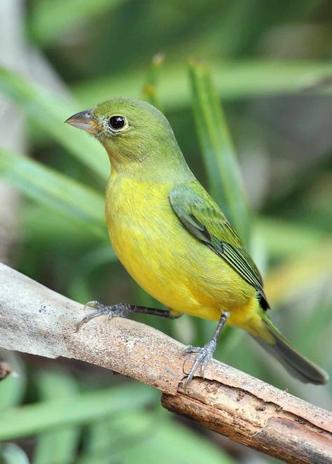 Female painted bunting Green Parrot Bird, Metamorphosis Art, Bunting Bird, Box Of Crayons, Birds Photography Nature, Bird Facts, Painted Bunting, Green Bird, Bird Pictures