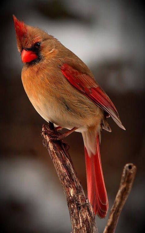 Bird Sitting, Northern Cardinal, Cardinal Birds, Red Bird, Backyard Birds, All Birds, Exotic Birds, Bird Pictures, Red Birds