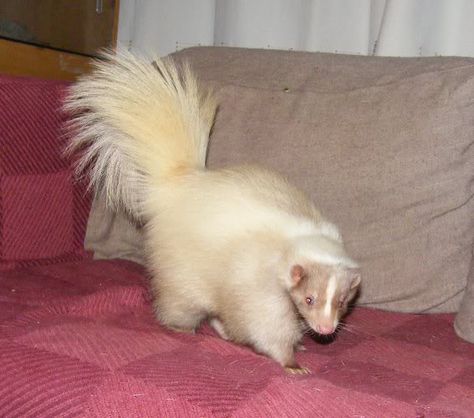 Domesticated skunks can be descented and come in a plethora of mutation colors. Description from ball-pythons.net. I searched for this on bing.com/images Skunk Fursona, Pet Skunk, White Skunk, Rare Albino Animals, Baby Skunks, Ball Pythons, Albino Animals, Rare Animals, Pretty Animals