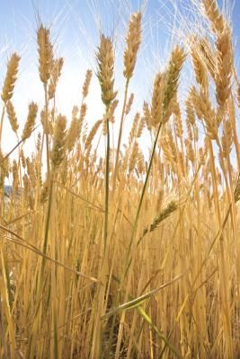 The golden stalks and plump heads of mature wheat (Triticum aestivum) signify the change from an active, green spring to a bountiful, earthy-toned fall. Ripe wheat stems give dried flower ... Wheat Flower, Dried Arrangements, Dried Wheat, Wheat Germ, Fasting Diet, Green Spring, Seitan, Nutritional Value, Dried Flower Arrangements