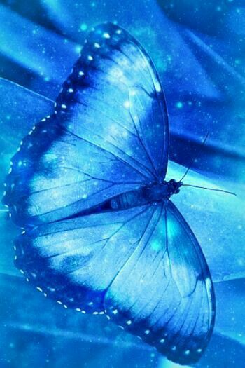 Beautiful Blue Photo Bleu, Im Blue, Everything Is Blue, Butterfly Life Cycle, Blue Pictures, Azure Blue, Feeling Blue, Love Blue, Butterfly Wallpaper