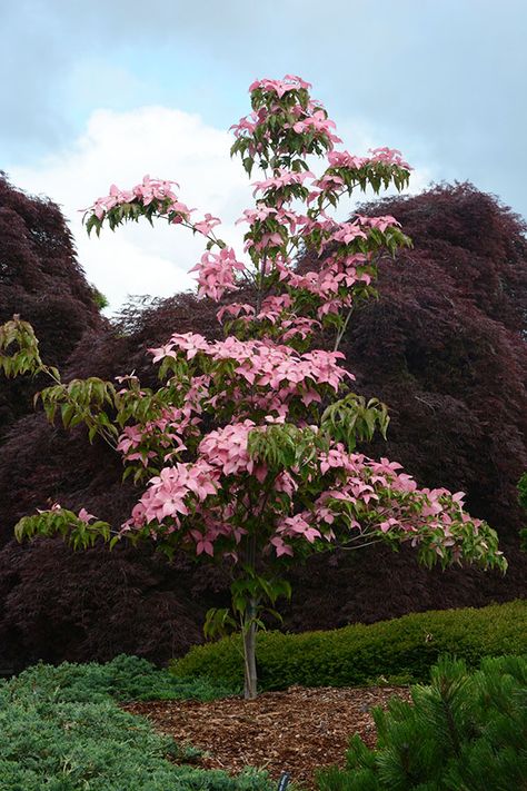 Pink Kousa Dogwood Tree, Scarlet Fire Dogwood, Kousa Dogwood Tree, Spa Landscaping, Cornus Kousa, Pink Flowering Trees, Dogwood Tree, Landscaping Trees, Landform