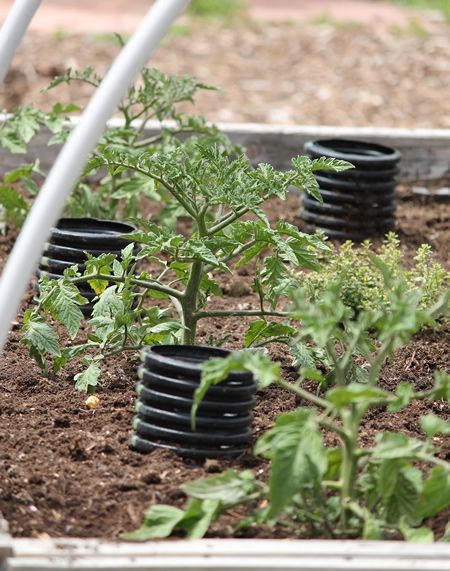 How To Deep Water Tomato Plants Watering Tomatoes, Growing Tomatoes In Containers, نباتات منزلية, Plants Growing, Garden Veggies, Veg Garden, Tomato Garden, Tomato Plants, Deep Water