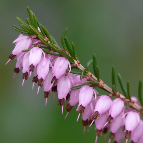 Erica carnea (Alpine, Alpine Heath, Heath, Scotch Heath, Spring Heath, Winter-flowering heather, Winter Heath) | North Carolina Extension Gardener Plant Toolbox Winter Heath, Floral Design Classes, Rare Flowers, Flowering Plants, Winter Flowers, Landscaping Plants, All About Plants, Trees And Shrubs, Healthy Plants