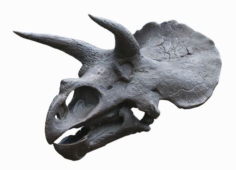 Triceratops Skull 2 Triceratops Skull, Dino Art, Skull Reference, Dinosaur Tattoos, Reference Photos For Artists, Animal Skull, Paleo Art, Dinosaur Bones, Animal Bones