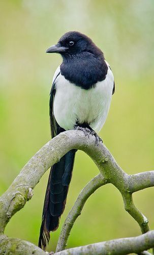 European Magpie, Eurasian Magpie, Hawfinch, Magpie Bird, Regard Animal, World Birds, Jackdaw, Rare Birds, Bird Pictures