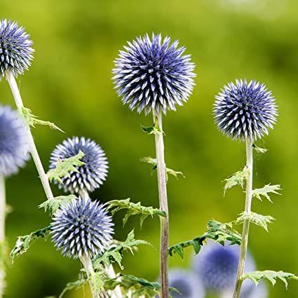 Blue Globe Thistle, Perennial Borders, Globe Thistle, Experiential Design, Nails Flower, Lily Bulbs, Seed Heads, Sun Perennials, Thistle Flower