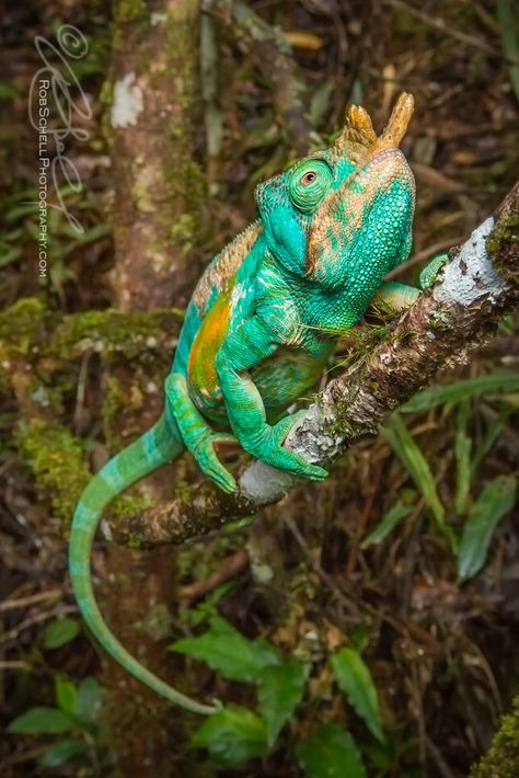 Parson's Chameleon (Calumma parsonii) Parsons Chameleon, Chameleon Lizard, Amazing Frog, Chameleons, Incredible Creatures, Reptiles And Amphibians, Animal Sketches, Lizards, Animal Planet