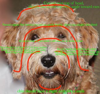 Labradoodle Grooming Face Instructions Australian Labradoodle Grooming, Labradoodle Cuts, Labradoodle Haircut, Labradoodle Grooming, Goldendoodle Haircuts, Goldendoodle Grooming, Puppy Haircut, Dog Grooming Styles, Puppy Grooming