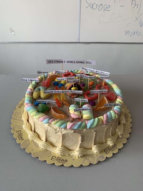 Make from edible ingredients with similar structures of the organelles use to form an edible animal cell. You can take this as an inspiration. Animal Cell Candy Model, Edible Animal Cell Project Ideas, Edible 3d Plant Cell Project, Edible Plant Cell, Edible Animal Cell, Edible Cell, Animal Cell, Science Project, Science Projects