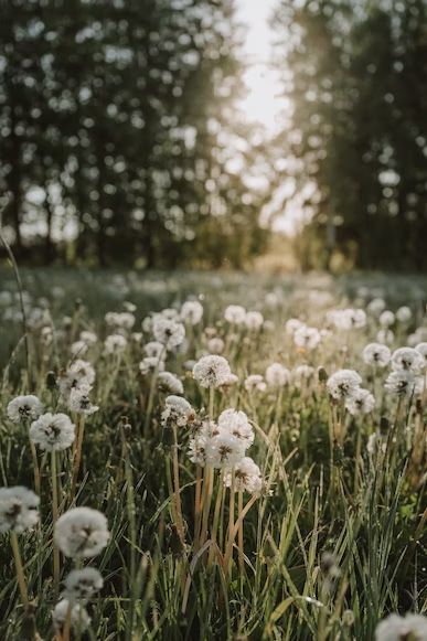 A field of dandelions with trees in the background photo – Free Plant Image on Unsplash Fields Of Dandelions, Dandelion Field Aesthetic, Dandelions Aesthetic, Dandelion Aesthetic, A Field Of Dandelions, Field Of Dandelions, Dandelion Field, Dandelion Plant, Nature Images Hd