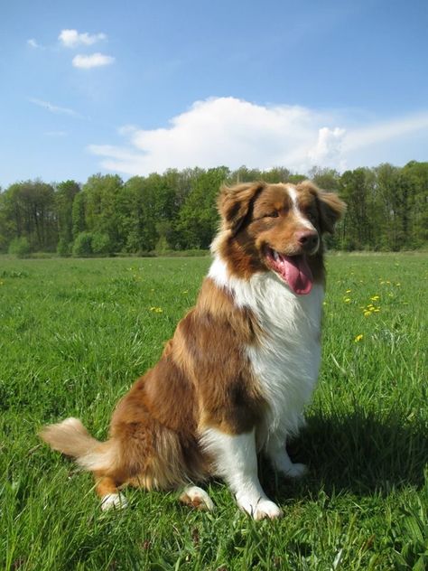 Cute Fluffy Dogs, Cute Dog Wallpaper, Aussie Shepherd, Aussie Puppies, Australian Shepherd Dogs, Really Cute Dogs, Dog Projects, Pretty Dogs, Fluffy Dogs