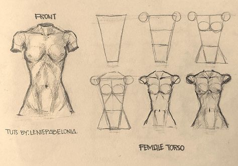 Learn How “I” Draw Female Torso in Three different angles: How To Draw A Female, Female Drawing Tutorial, Woman Torso Reference, How To Draw Women Body, Draw Female Torso, Antomany Drawing, How To Draw Torso, Women Anatomy Reference, Drawing Anatomy Tutorial