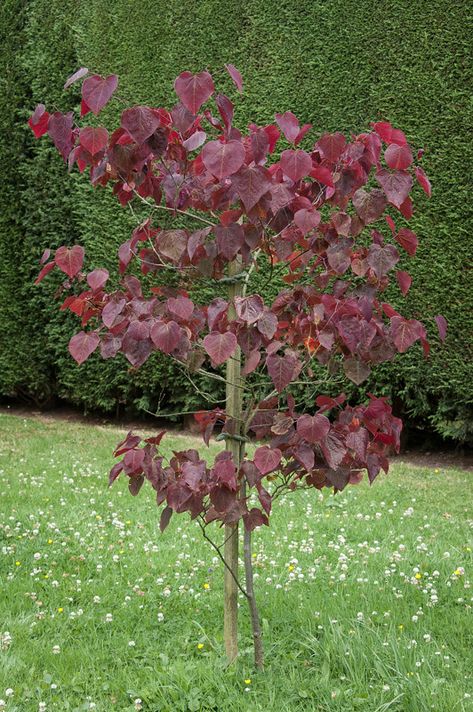 Forest Pansy, Cercis Canadensis, Eternal Flame, New Garden, Garden Trees, Pansies, Circus, Landscaping, Trees