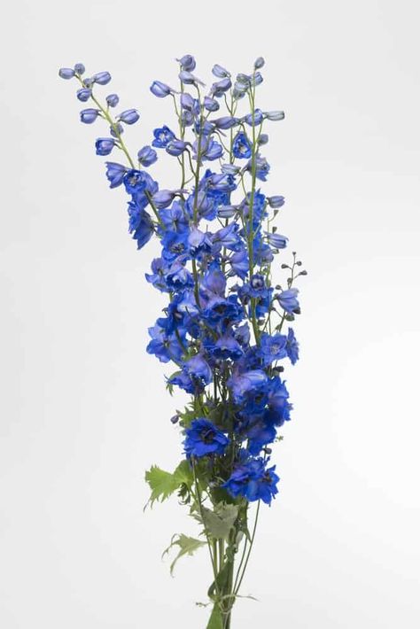 Delphinium Flowers, Blue Delphinium, Deco Floral, Flowers Perennials, Delphinium, Types Of Flowers, Birth Flowers, Flower Seeds, Growing Plants