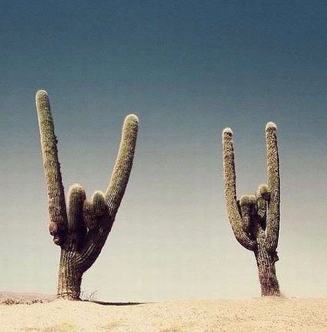 23 Random Pics of the Awesomely Weird - Team Jimmy Joe Bohol, I'm With The Band, Cactus Y Suculentas, Cactus And Succulents, In The Desert, Cacti And Succulents, The Desert, Cactus Plants, Mother Nature