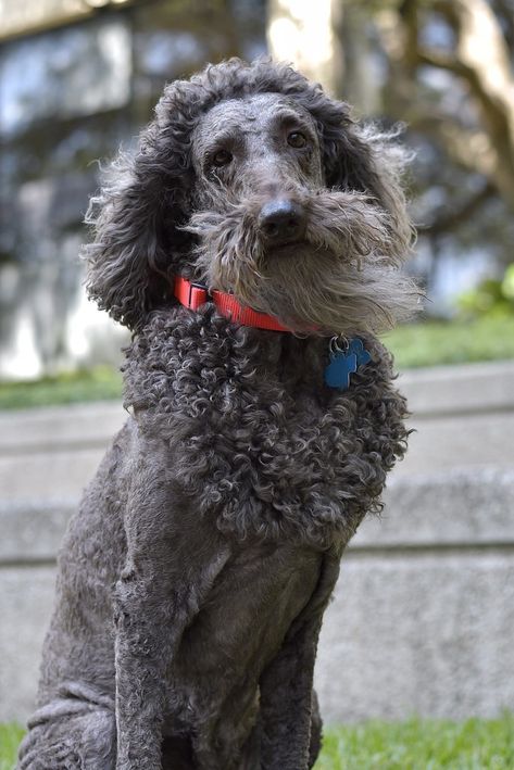 Crazy Poodle Haircut, Poodle With Mohawk, Fluffy Poodle Haircut, Poodle Haircut Styles Funny, Female Poodle Haircut, Standard Poodle Puppy Haircut, Giant Schnauzer Grooming Styles, Poodle Mullet, Poodle Summer Cut