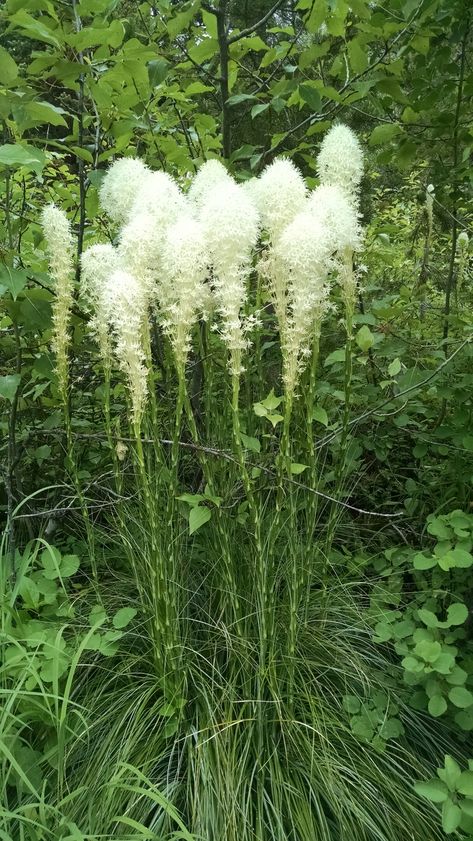 Beargrass Flower, Bear Grass Arrangement, Bear Grass Plant, Minnesota Native Flowers, North American Native Plants, Tall Grass Prairie, Flower Identification, Indian Baskets, Evergreen Garden