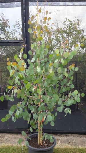 Eucalyptus Polyanthemos, Feeding Birds, Australian Plants, Native Australians, Australian Native Plants, Eucalyptus Tree, Small White Flowers, Outdoor Gardens Design, Unique Trees