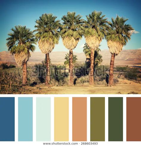 Palm Trees Desert Nevada Usa Instagram Stock Photo (Edit Now) 268603493 Desert Color Palette, Movie Color Palette, Bedroom Colour Palette, Desert Living, Desert Colors, Nevada Usa, Paint Color Palettes, Green Colour Palette, Tropical Colors