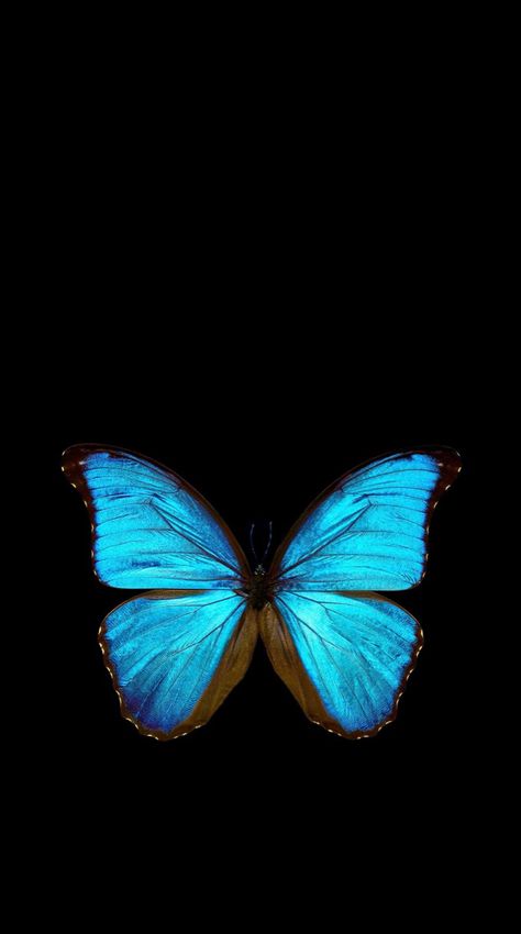 Morpho Azul, Cyan Wallpaper, Dark Blue Butterfly, Butterfly Wallpapers, Wallpaper Vibes, Blue Butterfly Wallpaper, Beautiful Butterfly Pictures, Butterfly Art Painting, Blue Morpho Butterfly