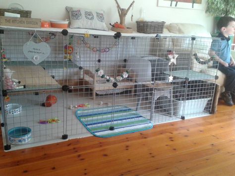 Do you know that a rabbit needs at least 5 meters wide area? Know what else your rabbit needs and see rabbit hutch designs at petpossibilities.com. Room For Rabbit, Rabbit Set Up Indoor Free Roam, Bunny Room Indoor Rabbit Play Areas, Bunny Room Indoor Rabbit, Rabbit Setup, C&c Rabbit Cage Ideas, Indoor Bunny, Rabbit Houses, Indoor Rabbit House