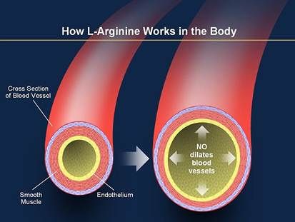 L Arginine Benefits, Arginine Benefits, Arterial System, L Arginine, Nitric Oxide, Growth Hormone, Male Enhancement, Heart Beat, Amino Acid