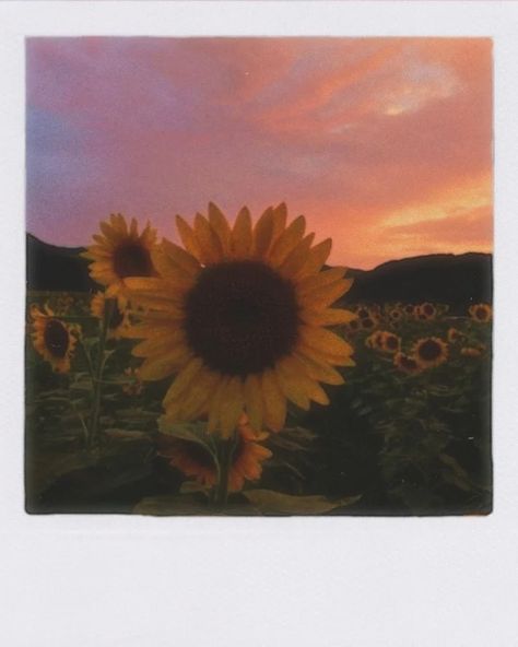 Sunflower Polaroid, Sunset Polaroid, Sunflower Sunset, Sunflower Photo, Instagram Dp, Polaroid Pictures, Phone Stickers, Sketches Simple, Aesthetic Painting