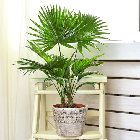 Large House Plant - If you are looking for a large statement indoor house plant, that requires low maintenance, this Livistona Palm is perfect for you. Air Purifying Plant - It is proven that having indoor plants in your home help to provide air purification, thus improving the environment you live in. Real Or Artificial? - Bringing this real Chinese Fan Palm into your home will improve your overall mood daily. Chinese Fan Palm, Sago Palm, Tropical House Plants, Chinese Fan, Living Room Plants, Fan Palm, Air Purifying Plants, Air Purifying, Tropical House