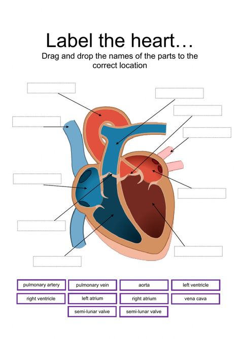 Label parts of the heart interactive and downloadable worksheet. You can do the exercises online or download the worksheet as pdf. How The Heart Works, Gcse Worksheets, The Heart Notes, Heart Worksheet, Heart Dissection, Chambers Of The Heart, Human Heart Diagram, Anatomy Of The Heart, Human Circulatory System