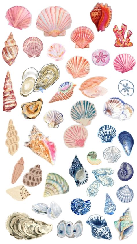 Seashell Watercolor, Zara Christmas, Shell Drawing, Types Of Shells, Oil Pastel Art, Phone Stuff, Seashell Art, Diy Crafts To Do, Seashell Necklace