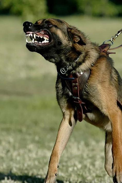 Dog Attacking Reference, Animal Emoji, Baby German Shepherds, Belgium Malinois, Angry Animals, Belgian Malinois Dog, Malinois Dog, Scary Dogs