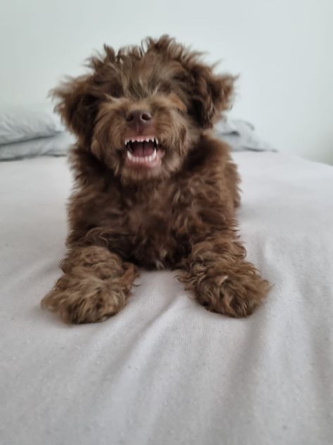 Chocolate poodle puppy Chocolate Toy Poodle, Chocolate Poodle, Baby Cookie, Poodle Toy, Poodle Puppy Standard, Baby Cookies, Poodle Puppy, Standard Poodle, Toy Poodle