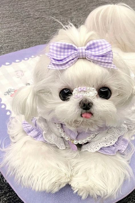 Puppy purple lilac cute aesthetic Angelwing Cute Pupies, Cute Fluffy Puppies, Cute Puppy Wallpaper, Cute Small Dogs, Very Cute Puppies, Puppy Wallpaper, Fluffy Puppies, Cute Cat Drawing, Cute Small Animals