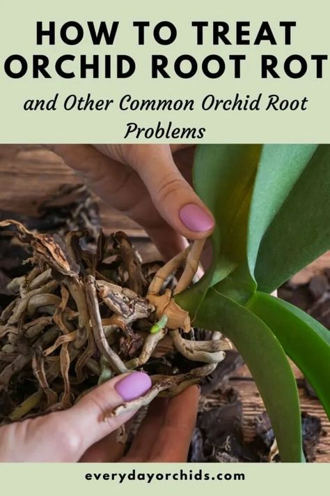 Orchid Root Rot, Orchid Repotting, Orchids Care, Repotting Orchids, Orchids In Water, Indoor Orchids, Orchid Plant Care, Orchid Roots, Orchid Planters