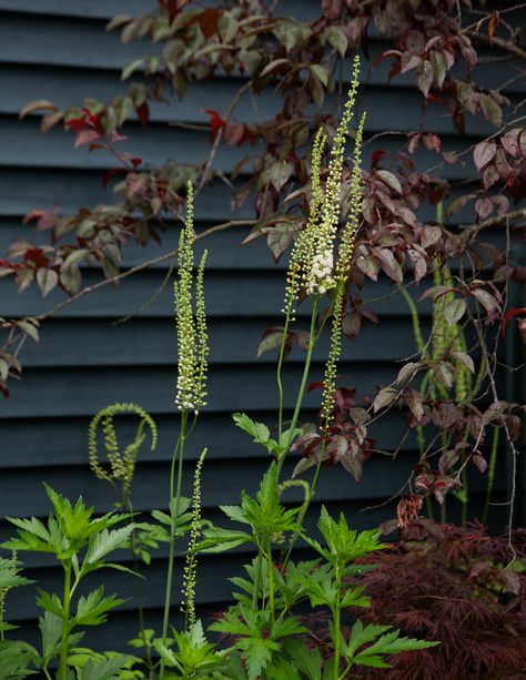 http://m.lonny.com/mag/Rmy394YGaq_/June+2014/4E8ezQ-Uxea/A+Garden+for+All+Seasons Garden Shrubs, Black Garden, Casa Exterior, Have Inspiration, Gorgeous Gardens, Fence Design, Garden Cottage, Garden Fence, Small Gardens