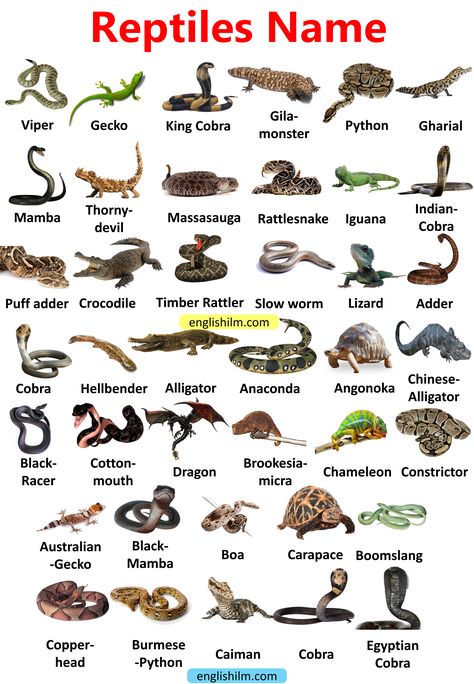 Birds Name List, Picture Vocabulary, Animals Name In English, Animals Name, Animal Infographic, Types Of Snake, Urdu Language, Wild Animals Pictures, Animal Study