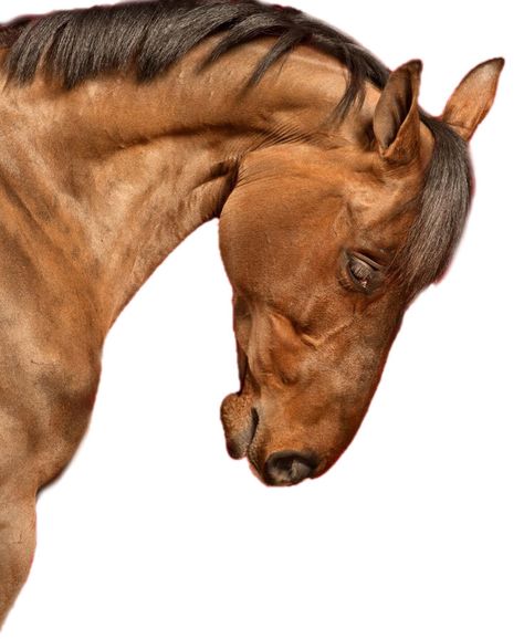 ☆ Horse Head Reference, Horse Head Profile, Horse Poses, Horse Portraits, Unusual Horse, Med Vet, Horse Heads, Horse Artwork, Equestrian Art