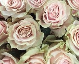 Pink Mondial Rose, Mondial Rose, Standard Roses, Young Wedding, Flower Types, Rose Varieties, Flower Guide, Blush Flowers, Bouquet Arrangements