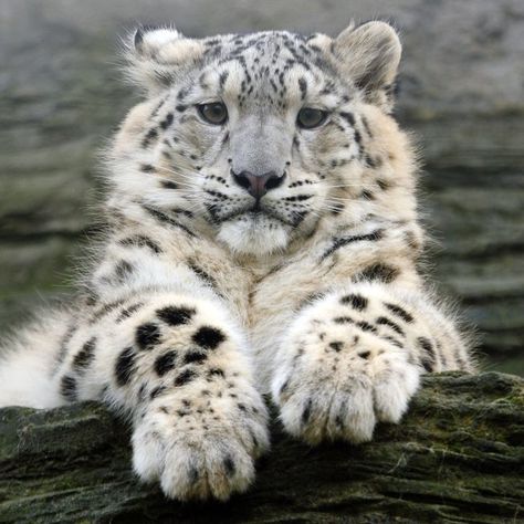 Rare Animals, Pretty Animals, White Snow, Cheetahs, Silly Animals, Snow Leopard, Leopards, Pretty Cats, Beautiful Cats