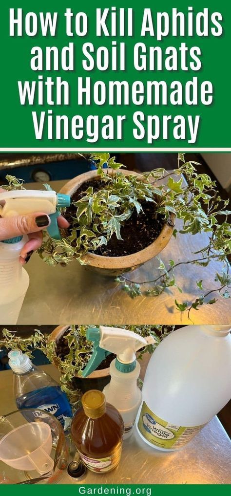 Diy Plant Spray Pest Control, Aphid Spray Homemade, Plant Gnats, Insecticide For Plants, Garden Bug Spray, How To Kill Gnats, Gnat Spray, Gnats In House Plants, Bug Spray For Plants