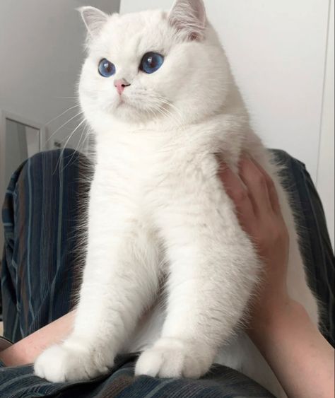 Cute Cats Aesthetic, Funniest Pics, Scottish Fold Cat, British Shorthair Kittens, Short Hair Cats, British Shorthair Cats, Cats Aesthetic, Pretty Kitty, Aesthetic White