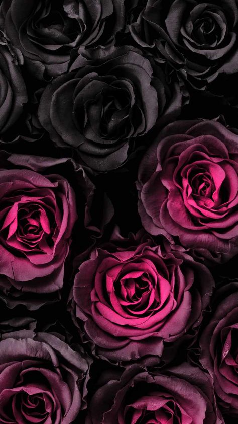 Dark Rose IPhone Wallpaper - IPhone Wallpapers : iPhone Wallpapers Witchy Phone Backgrounds, Rose Iphone Wallpaper, Purple Artwork, Black Roses Wallpaper, Beautiful Wallpapers For Iphone, Flower Iphone Wallpaper, Dark Rose, Cute Flower Wallpapers, Cadeau Photo