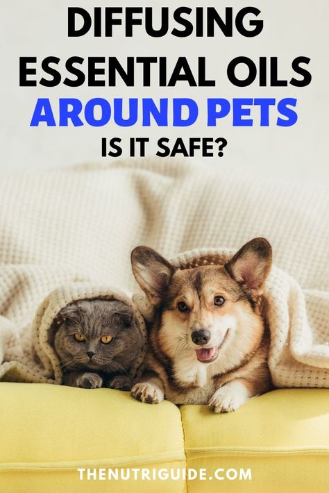 Is it safe to diffuse essential oils around your cats and dogs? Learn about which oils are considered to be safe and which are toxic for your pets- Follow our diffuser guide #essentialoils #pets #cats #dogs Essential Oil Safe For Pets, Cat Friendly Essential Oil Diffuser Blends, Essential Oils And Pets, Essential Oils Not Safe For Dogs, Essential Oils Pets Safety, Cat Friendly Diffuser Blends, Pet Friendly Essential Oils Diffuser, Essential Oils Safe For Dogs And Cats, Essential Oils And Dogs