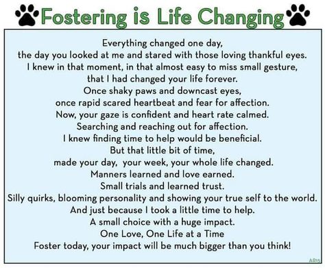 Fostering Animals Quotes, Fostering Cats Quotes, Fostering Dogs Quotes, Foster Dog Quotes, Cat Rescue Quotes, Animal Rescue Quotes, Rescue Quotes, Animal Rescue Ideas, Dog Mom Quotes