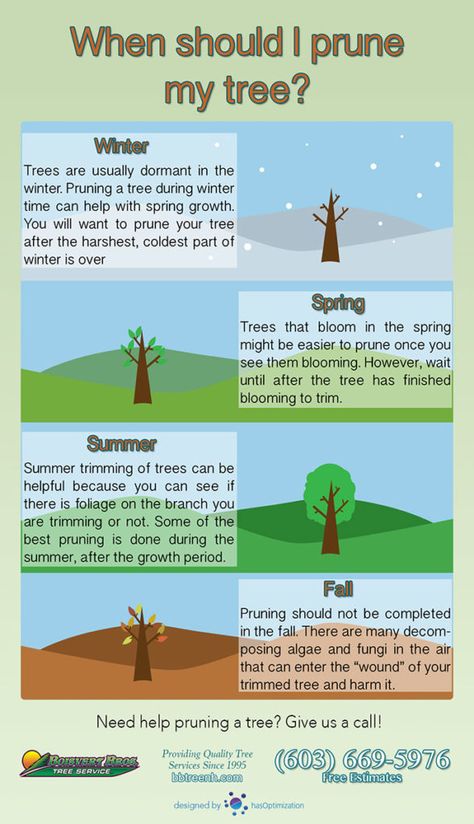 Choosing when to prune or trim a tree is an important determination. Not all trees are the same, just like not all shrubs and bushes are the same — you don’t want to trim off next year’s blooms when hacking and slashing at your tree! While this infographic doesn’t include all species of trees, we hope it helps you to make a general determination on when to prune or trim a tree. Check out our blog to learn more! Tree Trimming Ideas, Allotment Planning, Coleus Care, Plants Journal, Tree Shaping, Apple Tree Care, Fruit Trees Backyard, Climbing Knots, Garden Cover