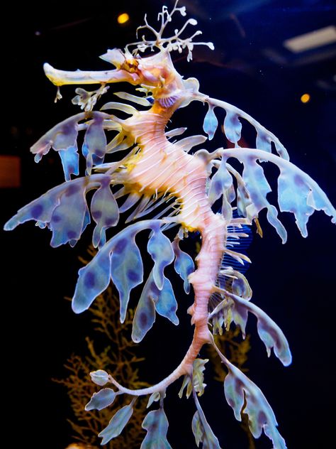 Majestic Sea Creatures, Pretty Ocean Animals, Unique Sea Animals, Rare Sea Animals, Beautiful Marine Life, Sea Horse Photography, Leafy Seahorse, Seahorse Aesthetic, Sea Creature Design