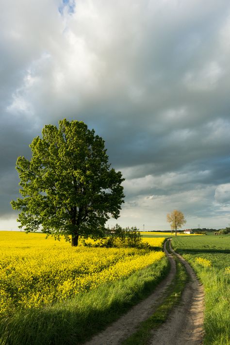 Landscape Images Photography, Nature Structure, Prairie Landscape Photography, Roads With Trees, Tree Lined Road, Country Roads Paintings, Prairie Landscape Paintings, Natural Place, Country View