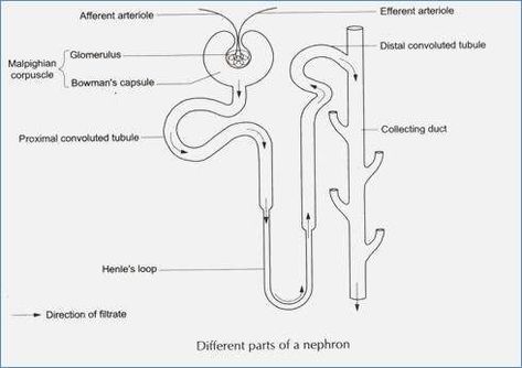 Nephron Diagram Easy, Nursing Diagrams, Nephron Diagram, Stomach Diagram, Simple Anatomy, Loop Of Henle, Biology Diagrams, Science Diagrams, Medical Assistant Student