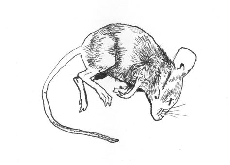 Dead Mouse, Rat Tattoo, Mouse Sketch, Baby Rats, Funky Tattoos, Mouse Tattoos, Mouse Illustration, Mouse Drawing, Of Mice And Men